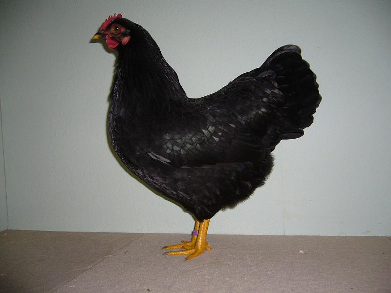 Muenster 2008 678.jpg - Australorps schwarz von Dieter Molitor Preis V97 EB